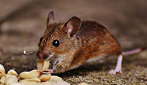 24 Hour & Emergency Exterminators in Steel City, IL